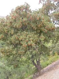 Image result for Schinus