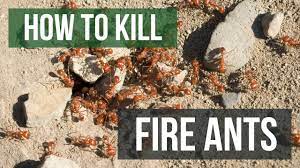 Vinegar is a proven effective home remedy for the tiny ants around your kitchen. How To Kill Fire Ants Youtube