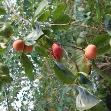 Image result for Diospyros loureiriana