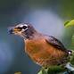 Birds & Blueberries Pop-Up: Smith Farm