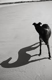 Black And White Greyhound Greyhound Gorgeousness When I Had My Sweet Archie I Would Look At Him Sometimes And Just Be Stunned By How Beautiful He Was Grey Hound Dog Greyhound Dog Art