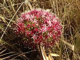 Image result for Gnidia kraussiana