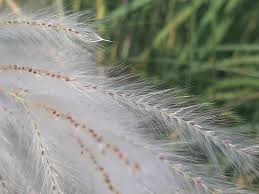 Image result for Saccharum spontaneum