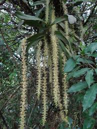 Image result for Diaphananthe fragrantissima
