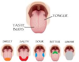 sense of taste activities covered with small bumps called