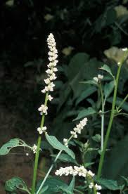 Image result for Celosia trigyna
