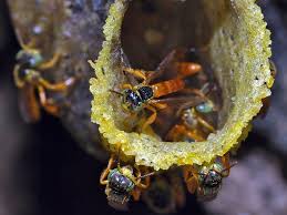 Was very informative.polite and awesome!!! 57 Bees Bee Hives And Beekeeping Ideas Bee Hives Bee Keeping