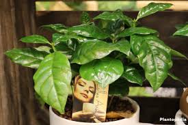 Coffee Plant Care How To Grow Coffe Arabica Indoors Plantopedia