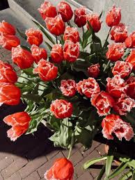 Today marks the start of a new career journey as I leave for Amsterdam…