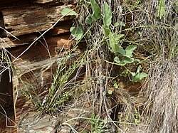 Image result for Phyllanthus pentandrus