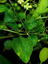 Image result for Cayaponia