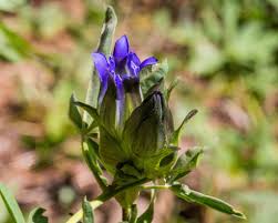 The wild flower proudly serves palisade and the surrounding areas. Western Colorado Wildflowers Posts Facebook