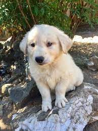 Litter Of 6 Goberian Puppies For Sale In Saratoga Ca Adn 32065 On Puppyfinder Com Gender Male Age 9 Weeks Puppies For Sale Puppies Husky Puppies For Sale