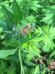 Image result for Vincetoxicum tenuipedunculatum