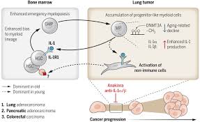 Hematopoietic aging promotes cancer by fueling IL-1⍺–driven emergency  myelopoiesis | Science