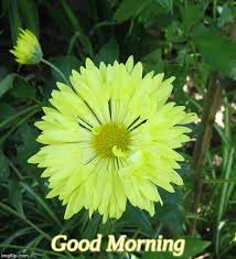 Check spelling or type a new query. Good Morning Imgflip