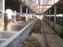 Ternak sapi semua jenis bangsa sapi bisa, tidak harus jenis pedetan atau bakalan sapi limosin seharga 12 juta itu sudah dapat pedet jantan dengan gambar yang lumayan super. Bagaimana Memulai Usaha Sapi Kambing Dan Domba Jual Daging Impor Bulog Murah