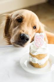 Best healthy dog birthday cake from perfect dog birthday cakes for your pet to pamper with. Dog Birthday Cake Recipes From Easy To Fancy Bakes
