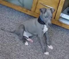 Puppy Growth Chart Blue Whippet Male
