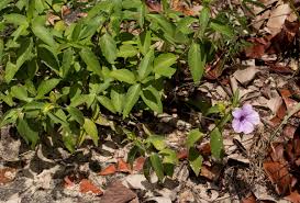Image result for Barleria mackenii