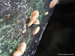 Image result for Paxillus panuoides