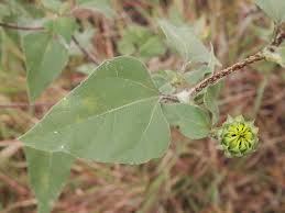 Image result for Oxyanthus pyriformis