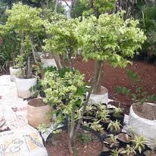 Jual Produk Bonsai Anting Putri Tanaman Hias Termurah Dan Terlengkap Januari 2021 Bukalapak