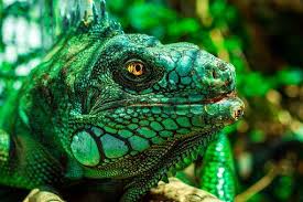Iguana Eyes Nature Reptile Pet Birds Reptiles Animals