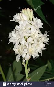 Fiori bianchi o crema, lunghi circa 2 cm simili a quelli dei piselli, riuniti in grappoli pendenti.frutti a forma di baccello prima verdi poi marroni lunghi circa 10 cm, deiscenti a maturità. Fiori Bianchi Profumati A Grappolo