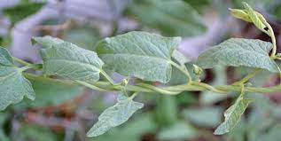 Wait another two weeks to let the roots die. Bindweed Field And Hedge Identification Prevention And Control