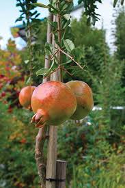 There is very little wind dispersal of pollen so most of the pollination is done by bees. Punica Granatum Pomegranate Tree Fruit Grow To Eat The Gardener