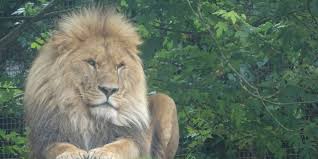 These guys made their way from kölner zoo in germany to newquay on tuesday. Visiting Newquay Zoo Nikkipedia