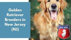 Golden retrievers for sale in new brunswick. 29 Golden Retriever Breeders In New Jersey Nj Golden Retriever Puppies For Sale Animalfate