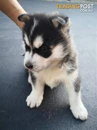 Buy, sell and adopt siberian husky dogs and puppies near you. Female Black And White Husky Puppie For Sale