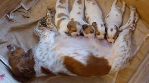 Image result for bretanský dlouhosrstý ohař