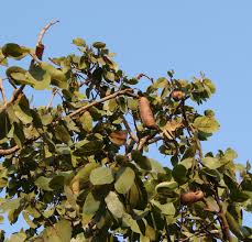 Image result for Hymenaea