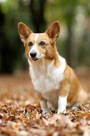 Black White And Brown Corgi 0063 Cute Animals Corgi Dogs