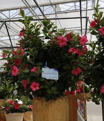 Image result for dipladenie hybrida rio obrázek