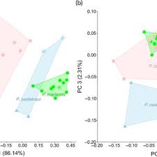 Image result for Tragia grandistipularis