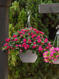 Image result for Impatiens briartii