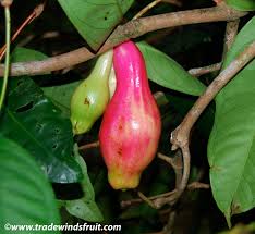 Image result for Launaea rarifolia