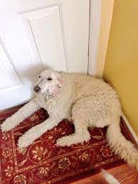 Darb On Twitter My Dad Is Shaving My Dog But He Took A Break At Her Head Http T Co H6iywl64nj Twitter