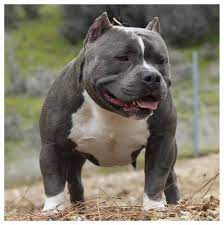 The american bully, which is a new breed was created from various bull breeds. American Bully Sbk S First Son American Bully Pocket Blue Americanbullypocketblue In 2021 American Bully Bully Breeds Dogs American Bully Pocket