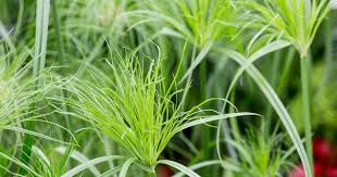 Image result for Cyperus deciduus