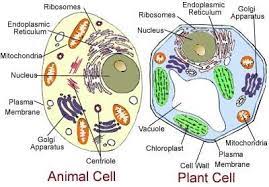 Animal Plant Cells Mr Hernandez Msd 5th Grade Animal Cell Plant Cell Plant And Animal Cells