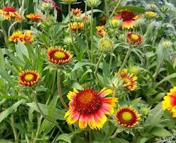 Blanket Flower Details Texas Smartscape Plant Database
