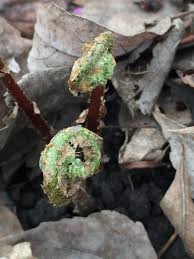 Image result for Manulea conferta