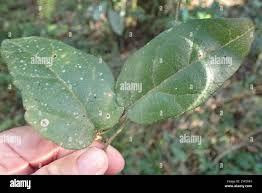 Image result for Pyrenacantha scandens