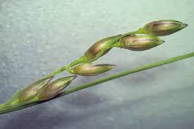 Image result for Panicum repens