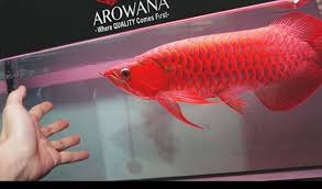 Beli lampu tanning arwana online berkualitas dengan harga murah terbaru 2021 di tokopedia! Cara Tanning Arwana Super Red Agar Tampil Memesona